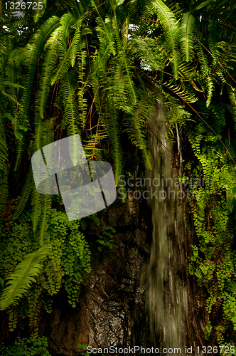 Image of Waterfall in Jungle