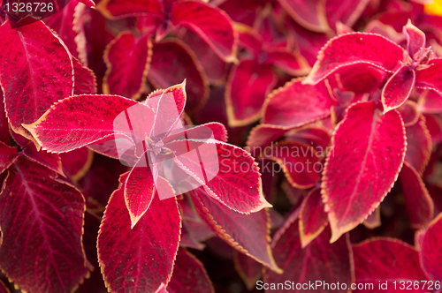 Image of Coleus Red Velvet Plant