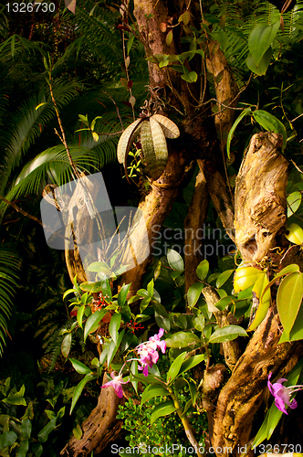 Image of Flowers in Jungle