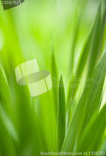 Image of Spring: green grass. Useful as environmental pattern