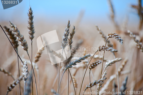 Image of Close up on wheat on the field
