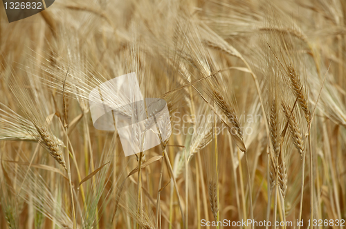 Image of A wheat field 