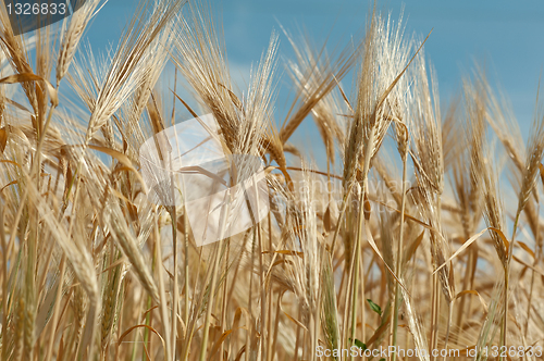 Image of close up of a wheet against blue sky