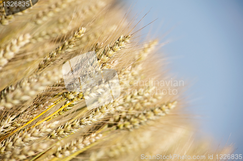 Image of close up on the wheat field ready to harvest