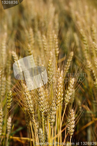 Image of Field of wheat close up