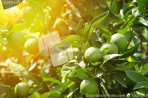 Image of Detail of green oranges in orchard