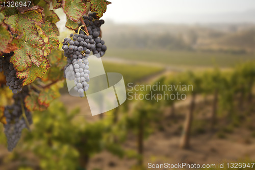 Image of Beautiful Lush Grape Vineyard in The Morning Sun and Mist