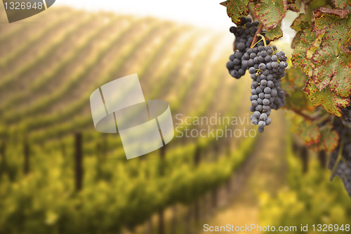 Image of Beautiful Lush Grape Vineyard