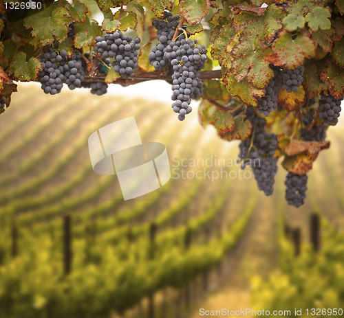 Image of Beautiful Lush Grape Vineyard