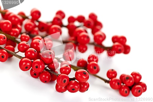 Image of Red Christmas berries