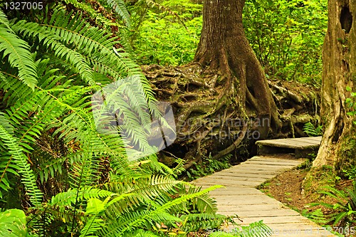 Image of Path in temperate rainforest