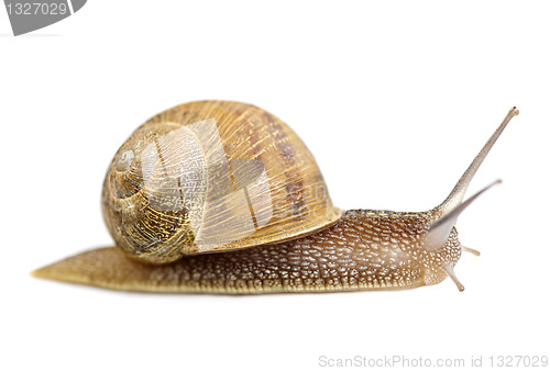 Image of Crawling snail