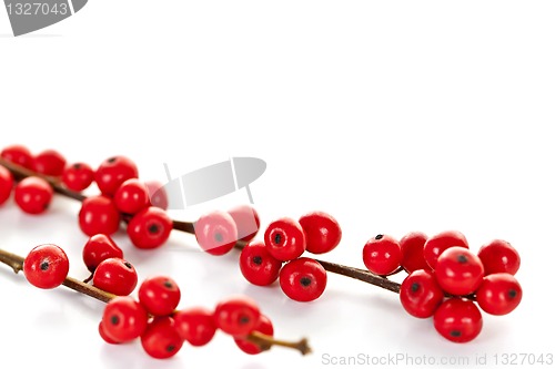 Image of Red Christmas berries