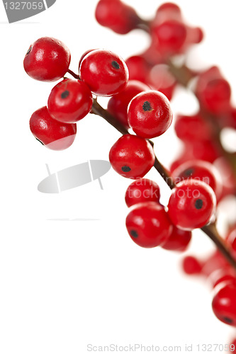 Image of Red Christmas berries