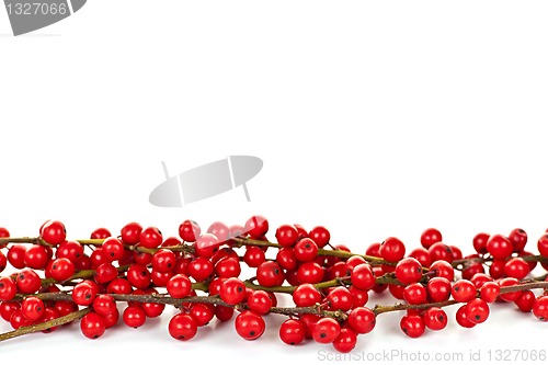 Image of Red Christmas berries border