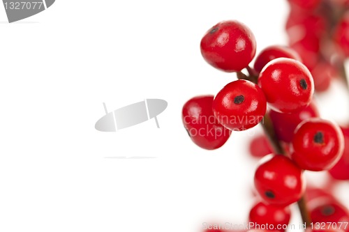 Image of Red Christmas berries