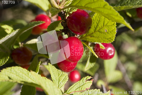 Image of Pin Cherries
