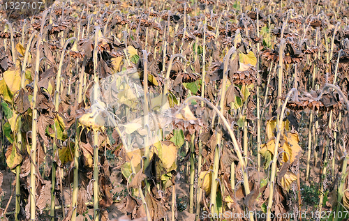 Image of Closeup Dried Sunflowers