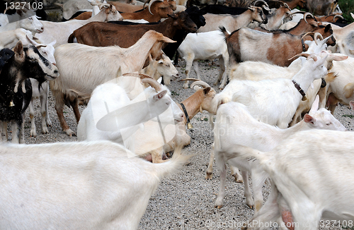 Image of Herd of Dairy Goats