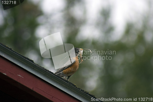 Image of Nesting Robbin