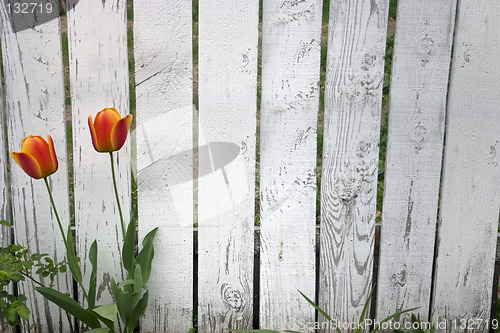 Image of Picket Fence