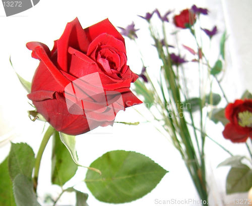 Image of rose of love