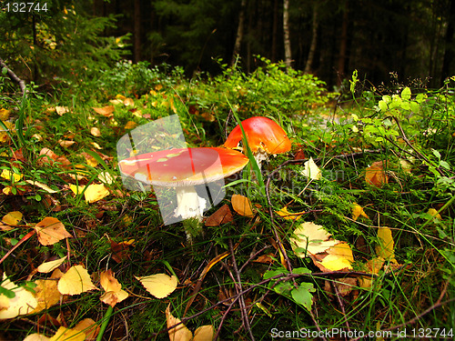 Image of Autumn flowers