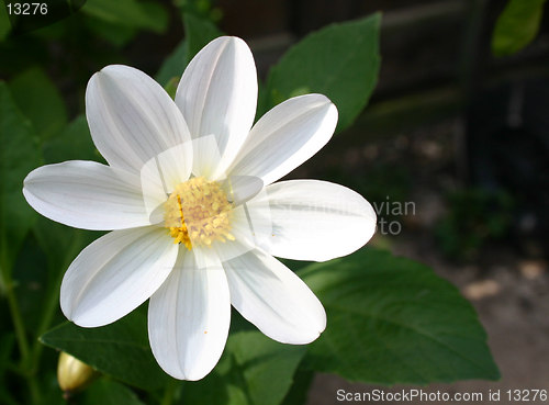 Image of white dahlia