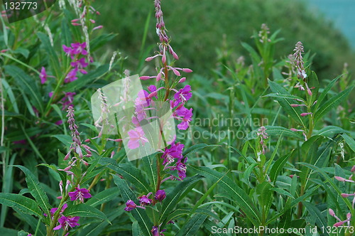 Image of flowers