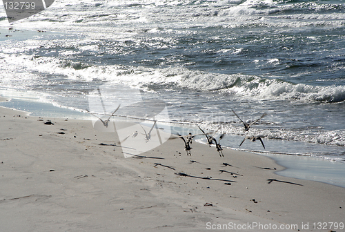 Image of Birds on beach