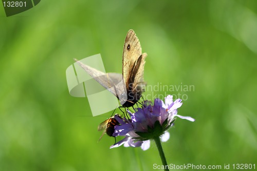 Image of Butterfly bee