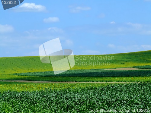 Image of Green field