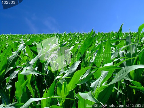 Image of In the middle corn