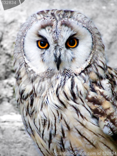 Image of Owl