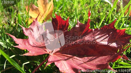 Image of Autumn leaves