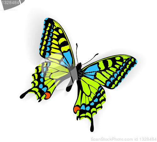 Image of Butterfly Vector Illustration