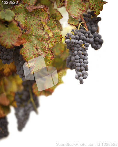 Image of Beautiful Lush Grape Vineyard on White