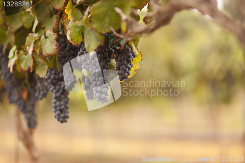 Image of Beautiful Lush Grape Vineyard in The Morning Sun and Mist