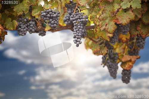 Image of Beautiful Lush Grape Vineyard