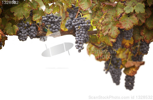Image of Beautiful Lush Grape Vineyard on White