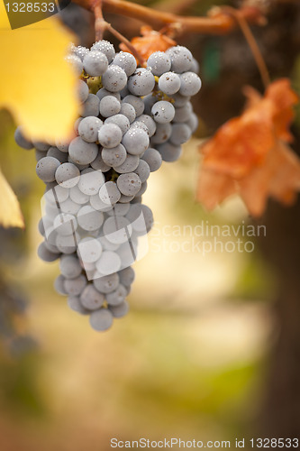 Image of Beautiful Lush Grape Vineyard in The Morning Sun and Mist