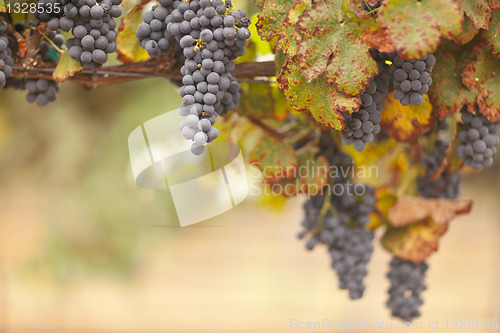 Image of Beautiful Lush Grape Vineyard in The Morning Sun and Mist