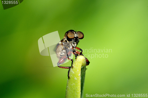 Image of Robber Fly