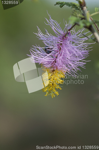 Image of Sickle bush