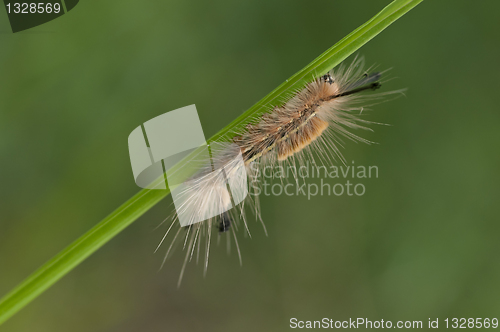 Image of Caterpillar