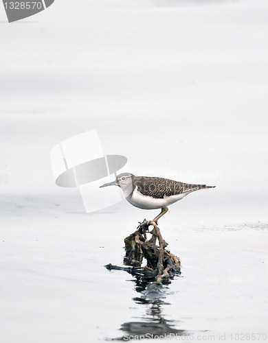 Image of Common Sandpiper