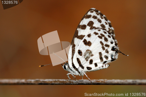 Image of Common Pierrot