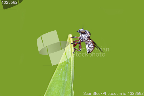 Image of Robber Fly