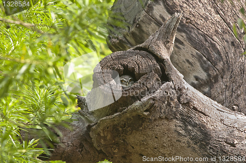 Image of Spotted Owlet