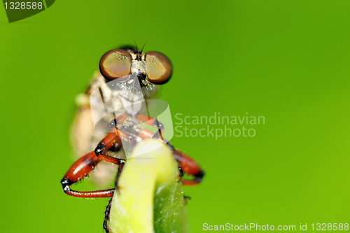 Image of Robber Fly